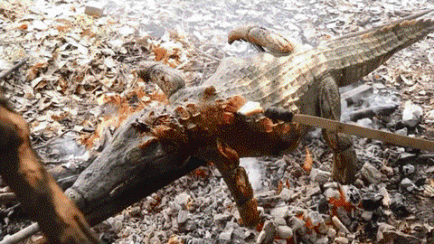 刺客信条4鳄鱼怎么杀[图2]