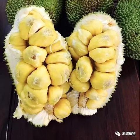 大话西游怎么分发水果